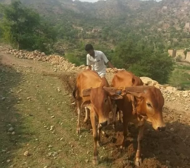 الزراعة في اليمن